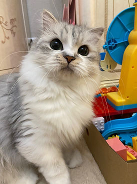 ABOUT PARENT | princecoco